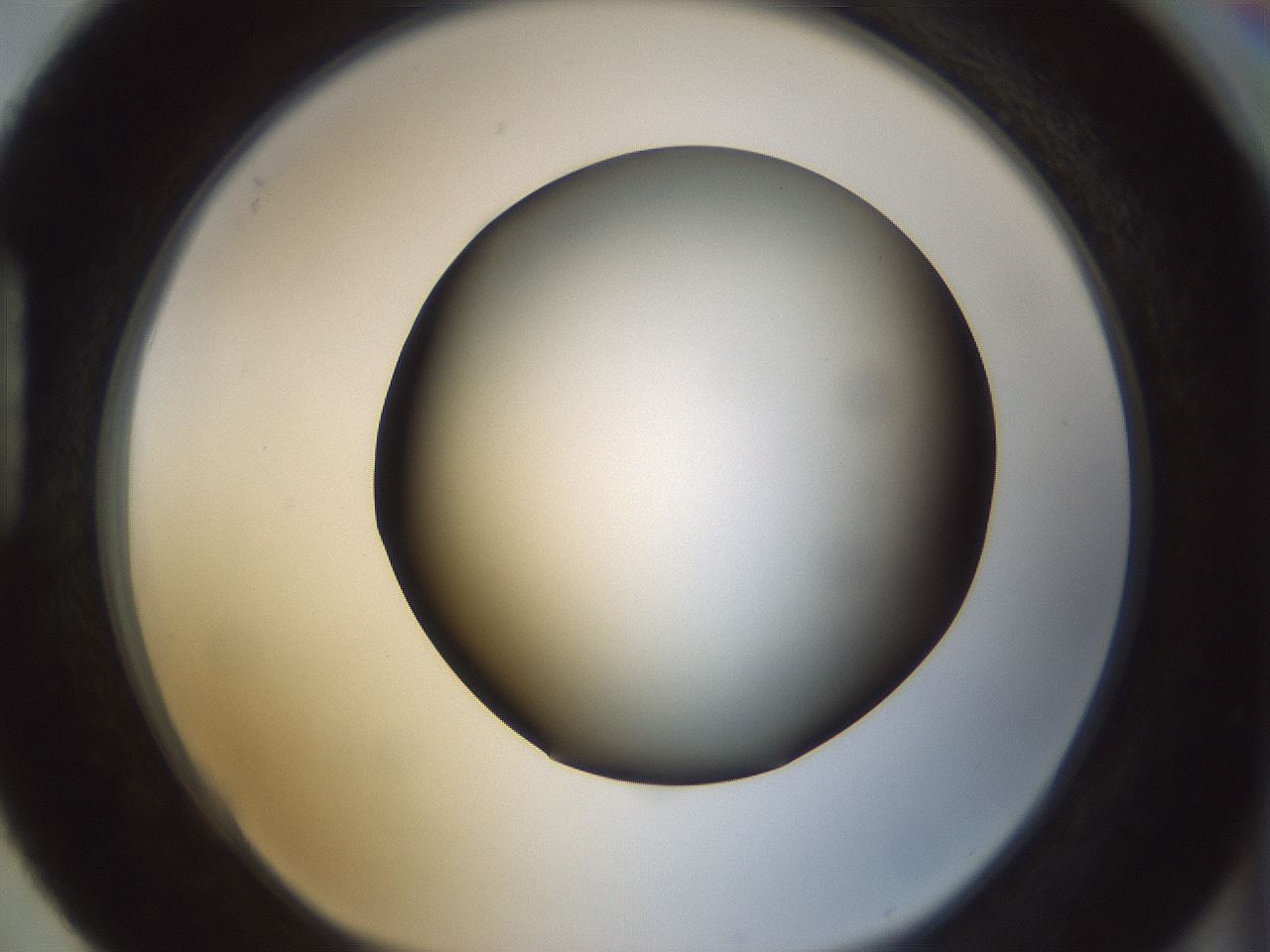folderID299_plateID1299_batchID4267_wellNum88_profileID1_d1_r78671_ef.jpg