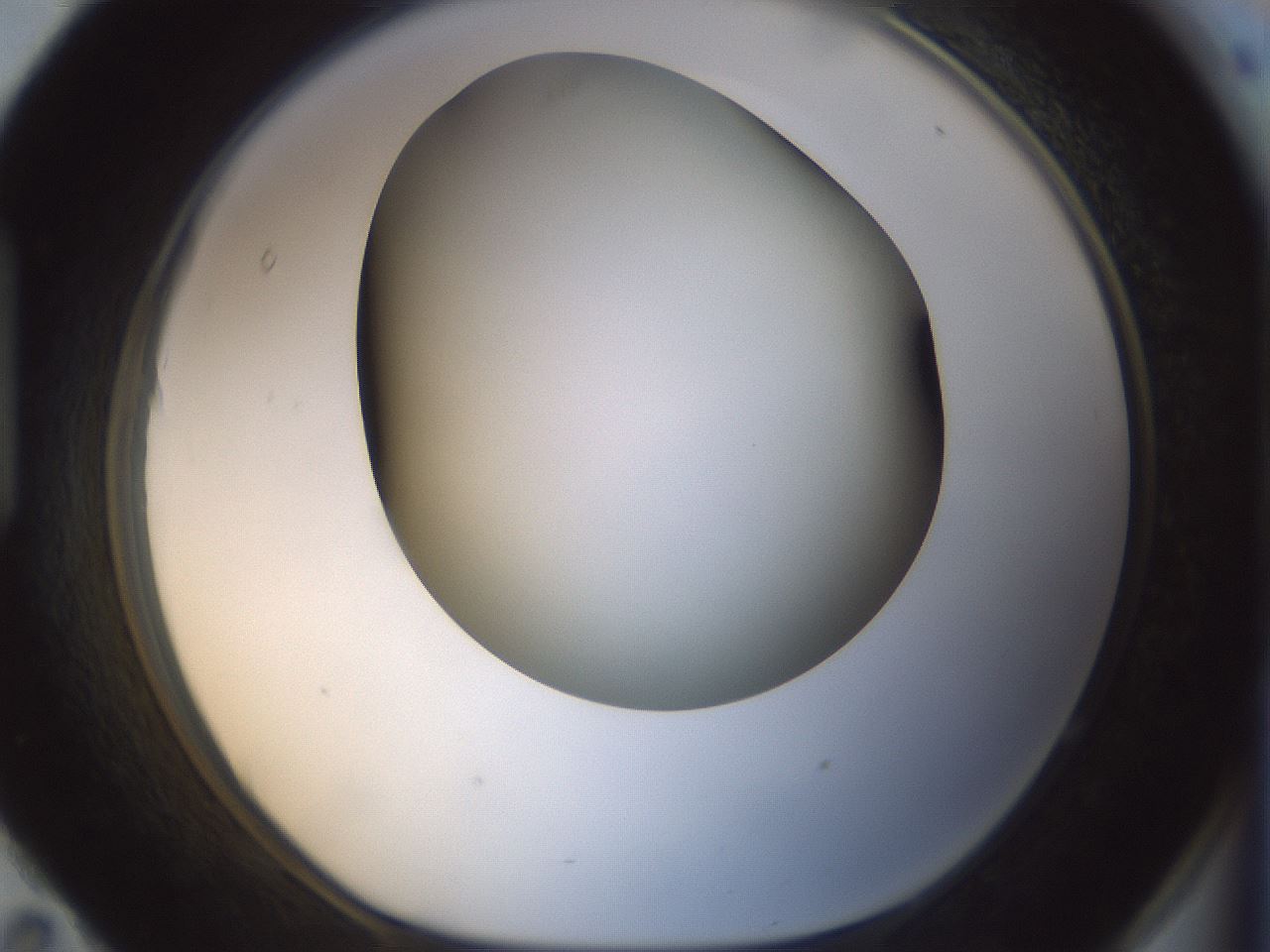 folderID299_plateID1299_batchID4267_wellNum95_profileID1_d1_r78678_ef.jpg