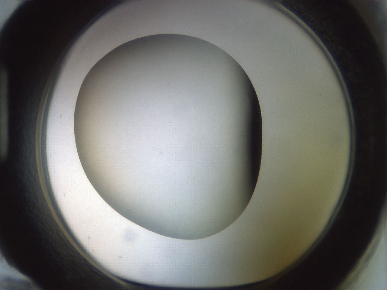 folderID299_plateID1299_batchID4267_wellNum96_profileID1_d1_r78679_ef.jpg