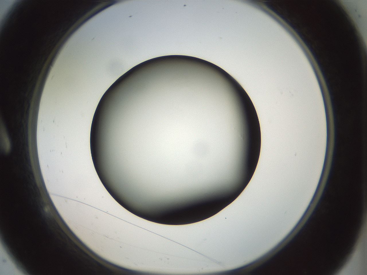 folderID299_plateID1299_batchID4267_wellNum9_profileID1_d1_r78592_ef.jpg