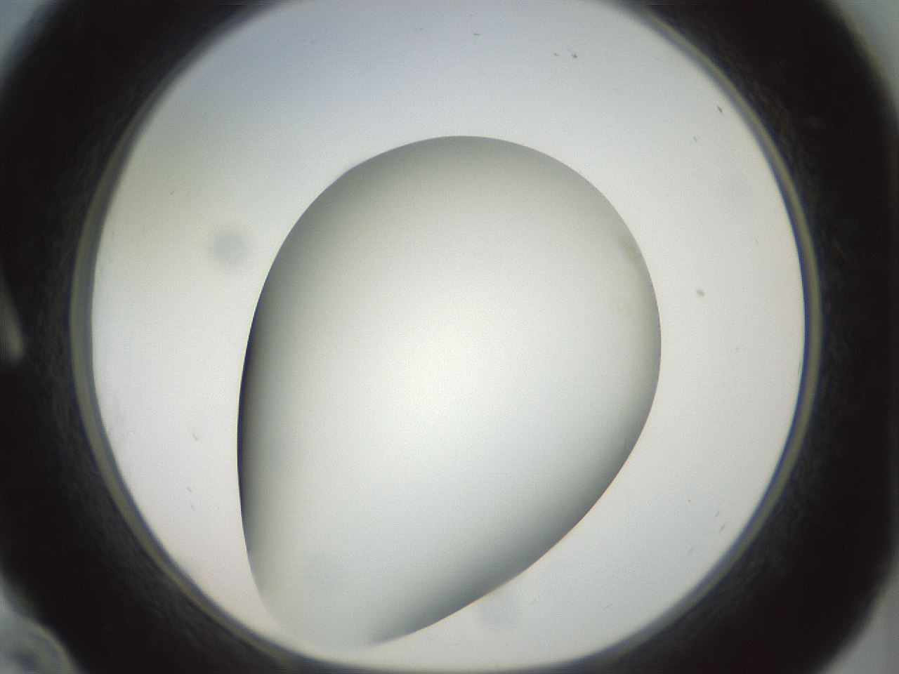 folderID299_plateID1299_batchID4304_wellNum10_profileID1_d1_r78593_ef.jpg