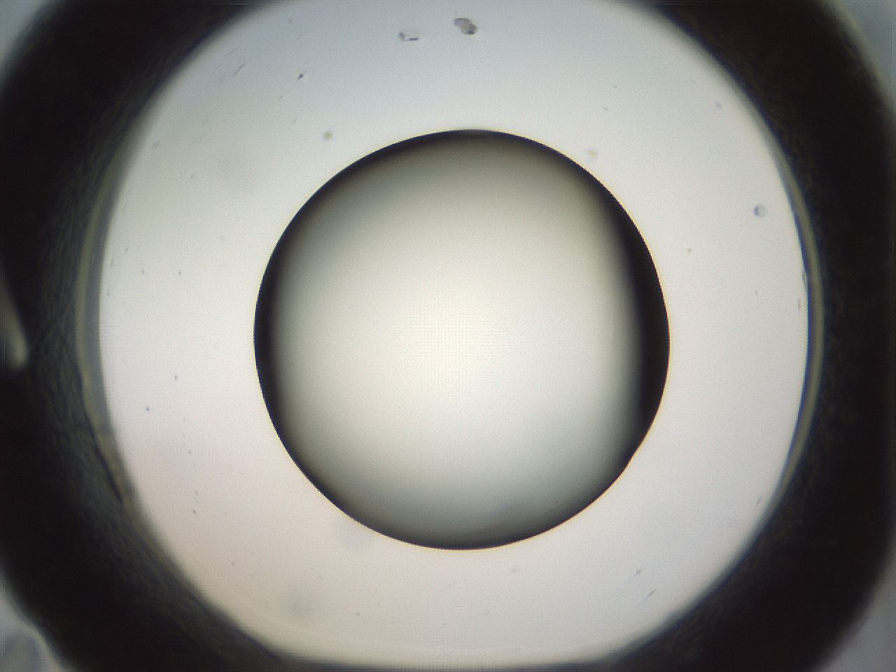 folderID299_plateID1299_batchID4304_wellNum11_profileID1_d1_r78594_ef.jpg