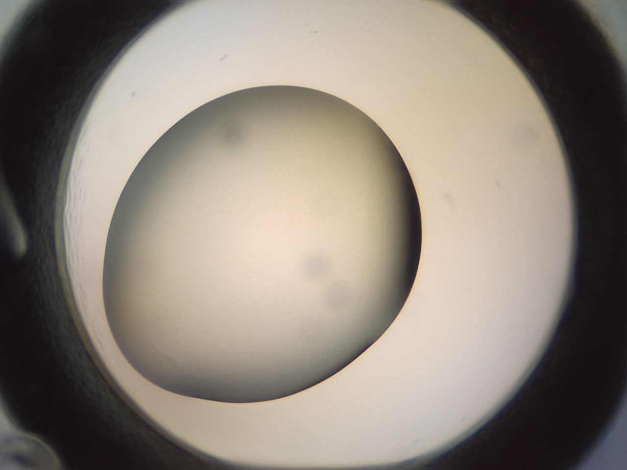 folderID299_plateID1299_batchID4304_wellNum12_profileID1_d1_r78595_ef.jpg