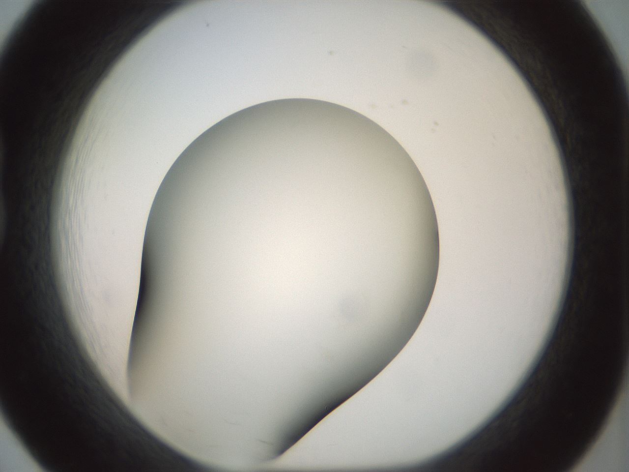 folderID299_plateID1299_batchID4304_wellNum20_profileID1_d1_r78603_ef.jpg
