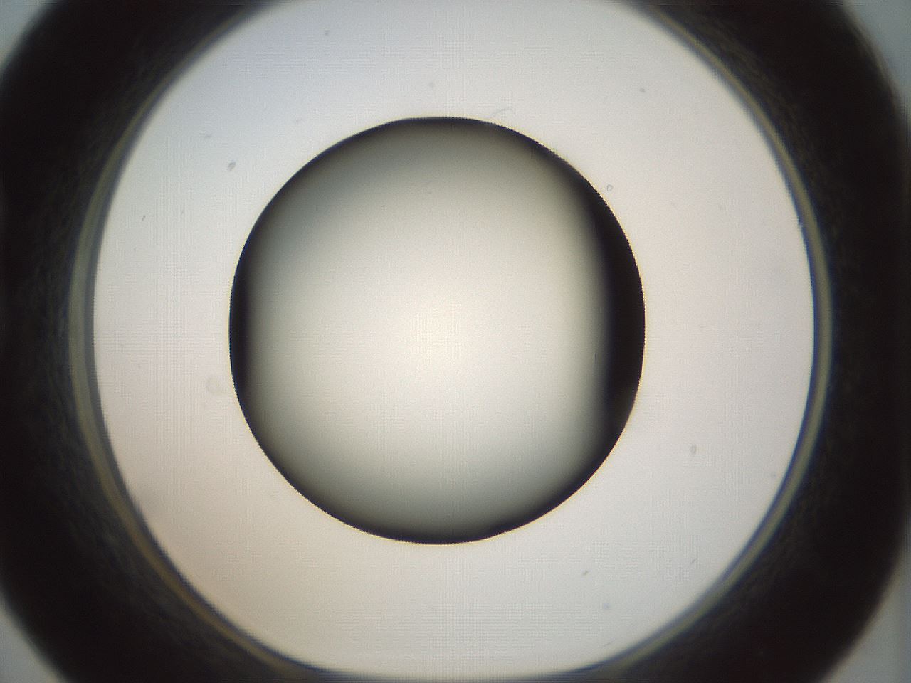 folderID299_plateID1299_batchID4304_wellNum21_profileID1_d1_r78604_ef.jpg