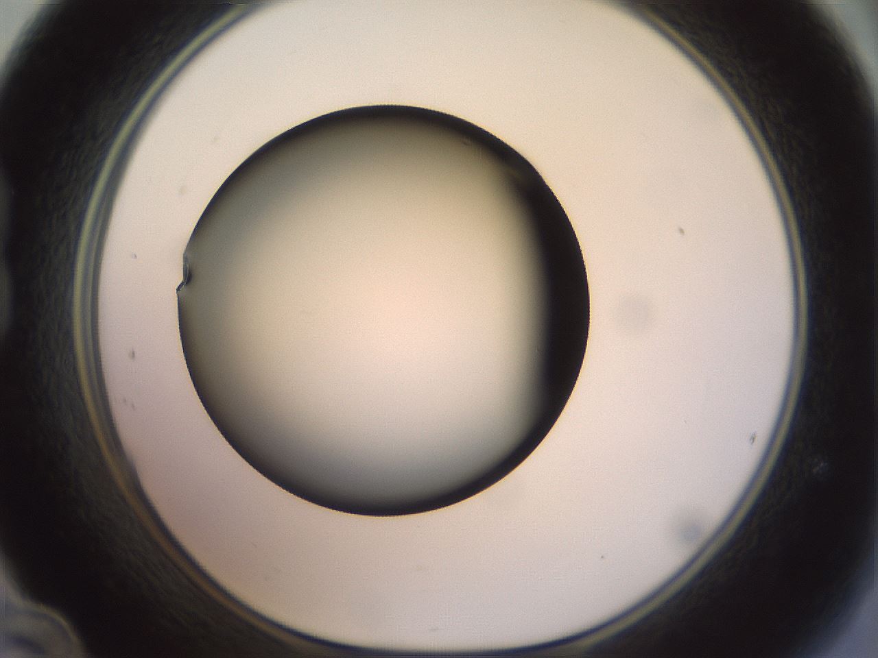 folderID299_plateID1299_batchID4304_wellNum24_profileID1_d1_r78607_ef.jpg