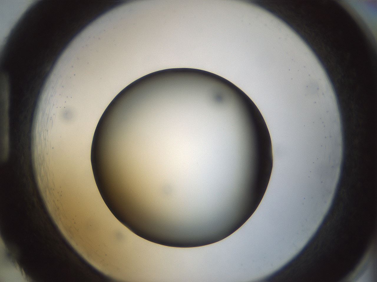 folderID299_plateID1299_batchID4267_wellNum86_profileID1_d1_r78669_ef.jpg