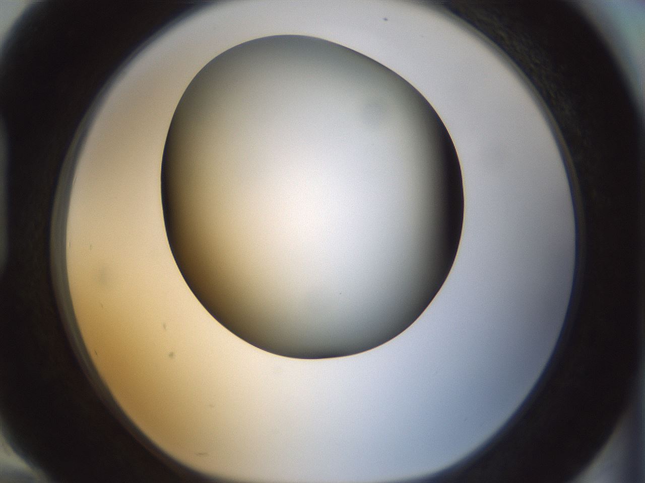 folderID299_plateID1299_batchID4267_wellNum94_profileID1_d1_r78677_ef.jpg