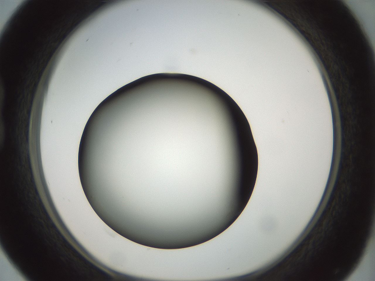 folderID299_plateID1299_batchID4304_wellNum16_profileID1_d1_r78599_ef.jpg