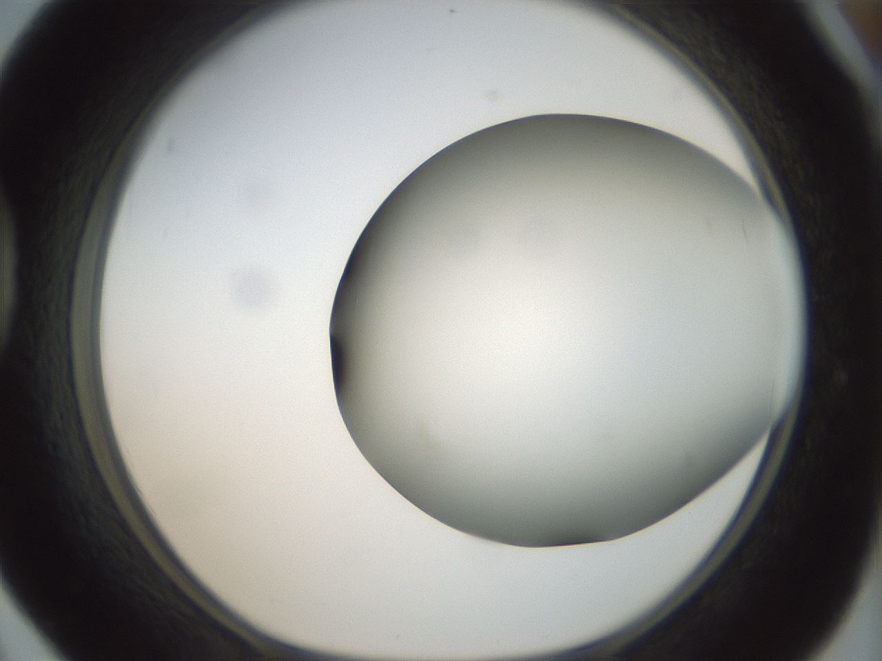 folderID299_plateID1299_batchID4304_wellNum42_profileID1_d1_r78625_ef.jpg