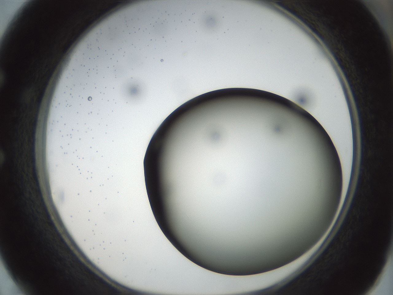 folderID299_plateID1299_batchID4304_wellNum50_profileID1_d1_r78633_ef.jpg