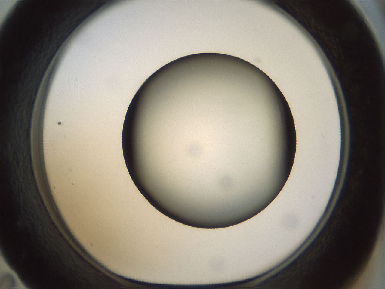 folderID299_plateID1299_batchID4304_wellNum59_profileID1_d1_r78642_ef.jpg