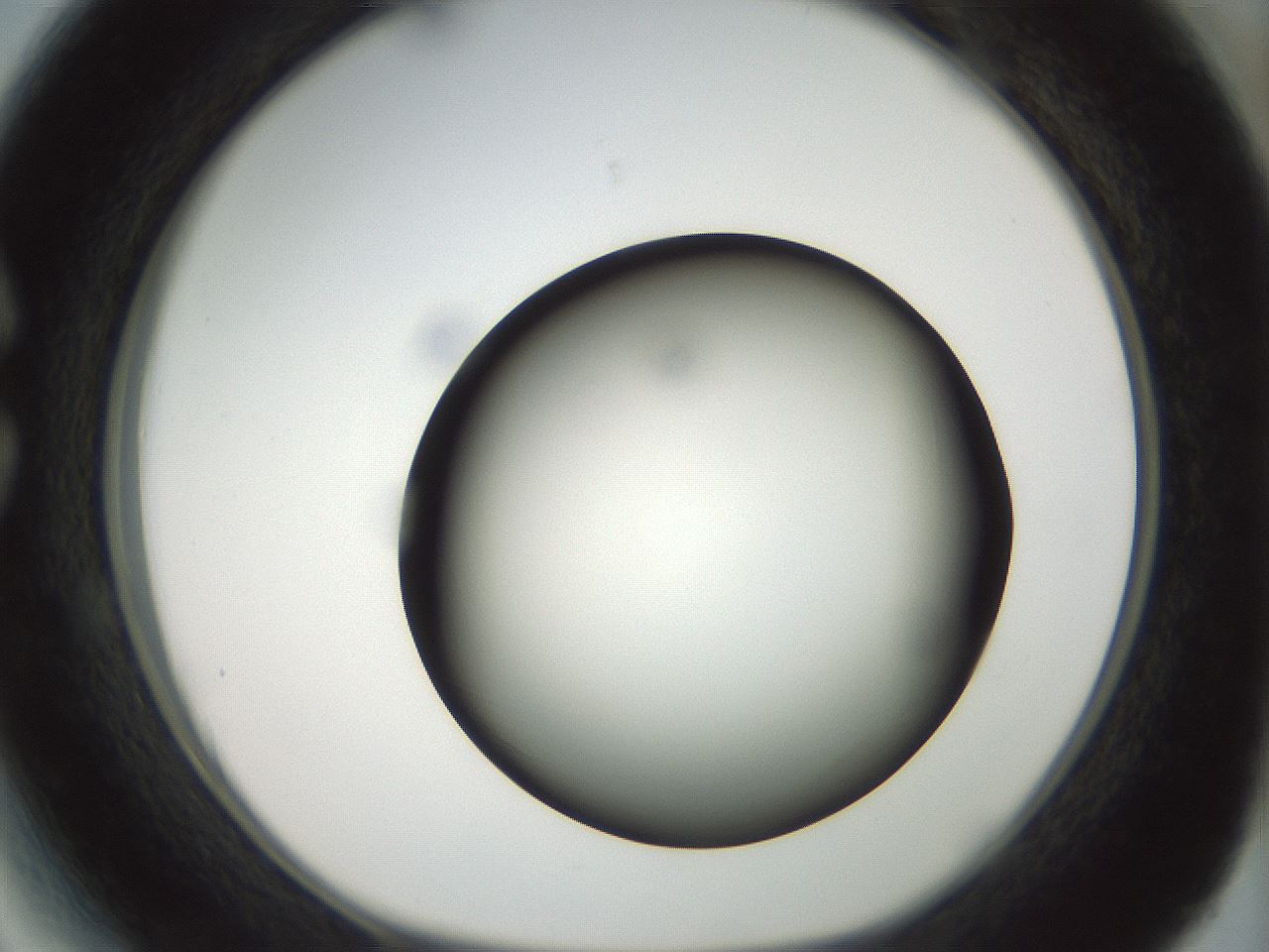 folderID299_plateID1299_batchID4304_wellNum27_profileID1_d1_r78610_ef.jpg