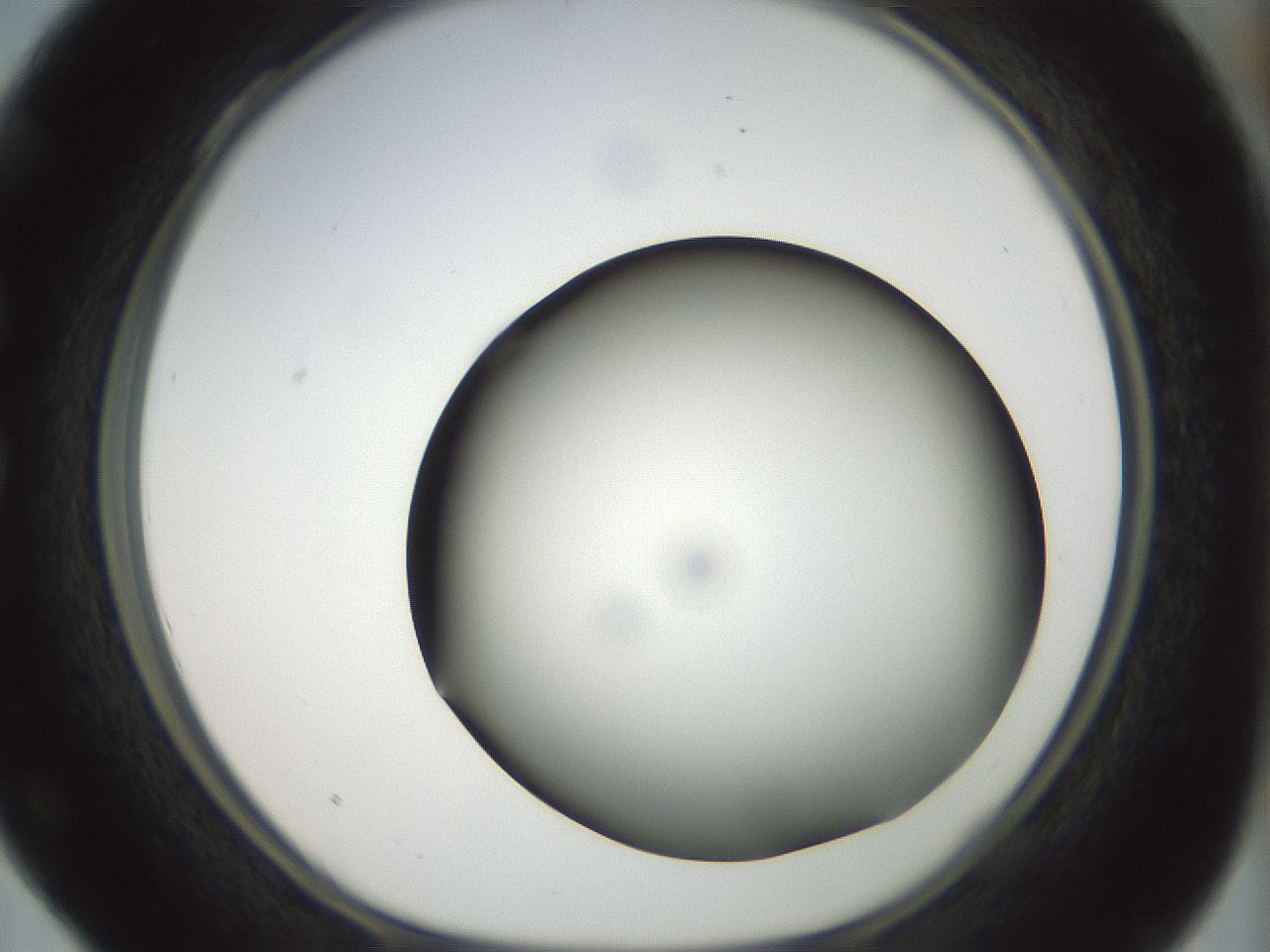 folderID299_plateID1299_batchID4304_wellNum28_profileID1_d1_r78611_ef.jpg