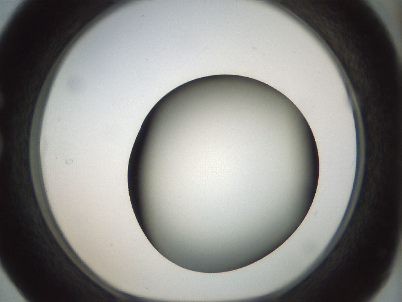 folderID299_plateID1299_batchID4304_wellNum29_profileID1_d1_r78612_ef.jpg