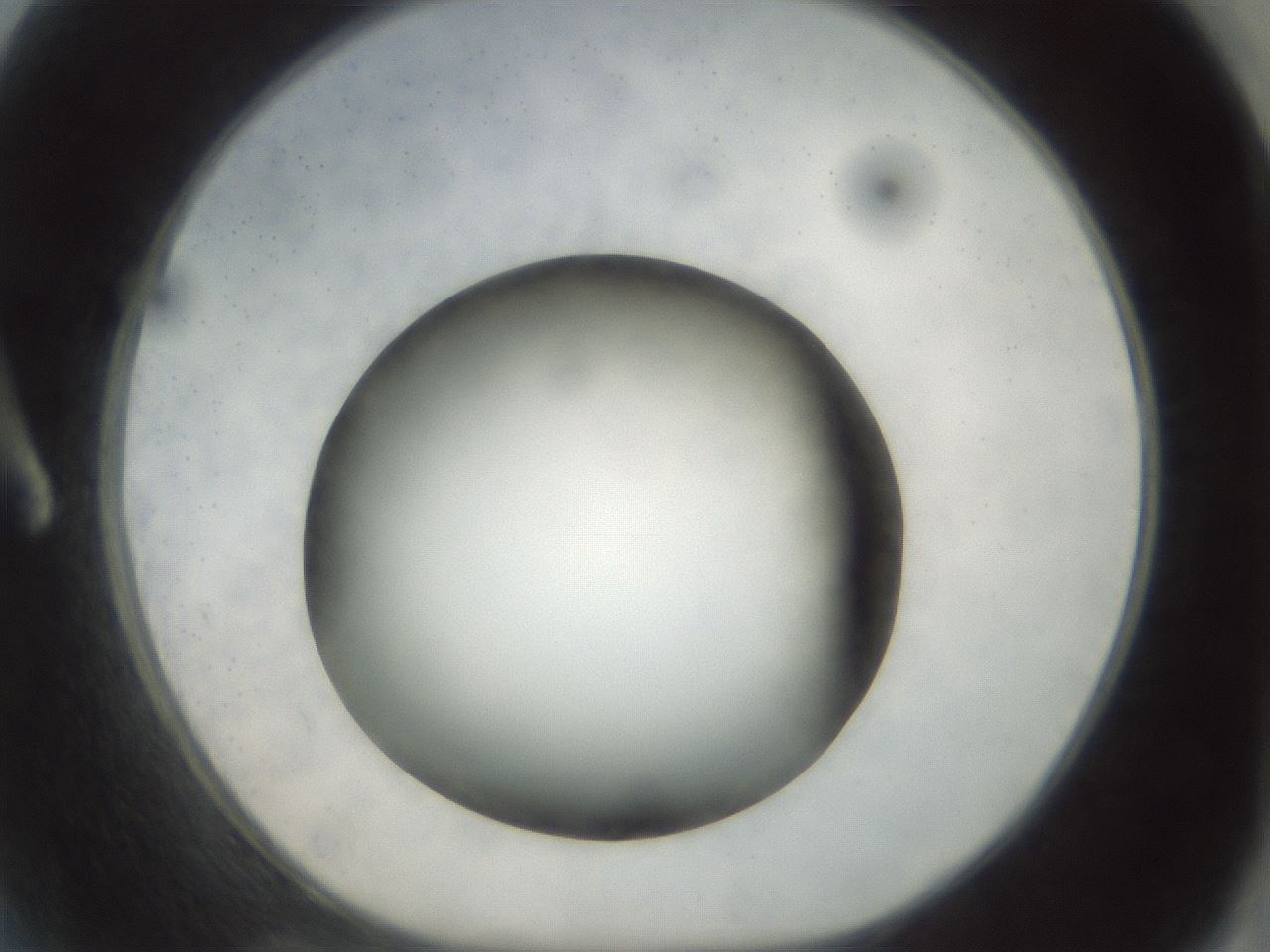 folderID299_plateID1299_batchID4304_wellNum2_profileID1_d1_r78585_ef.jpg