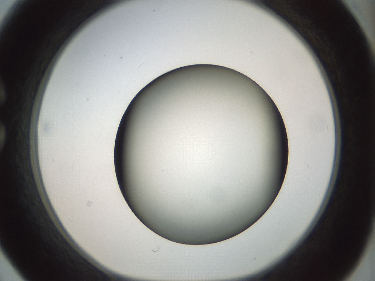 folderID299_plateID1299_batchID4304_wellNum30_profileID1_d1_r78613_ef.jpg