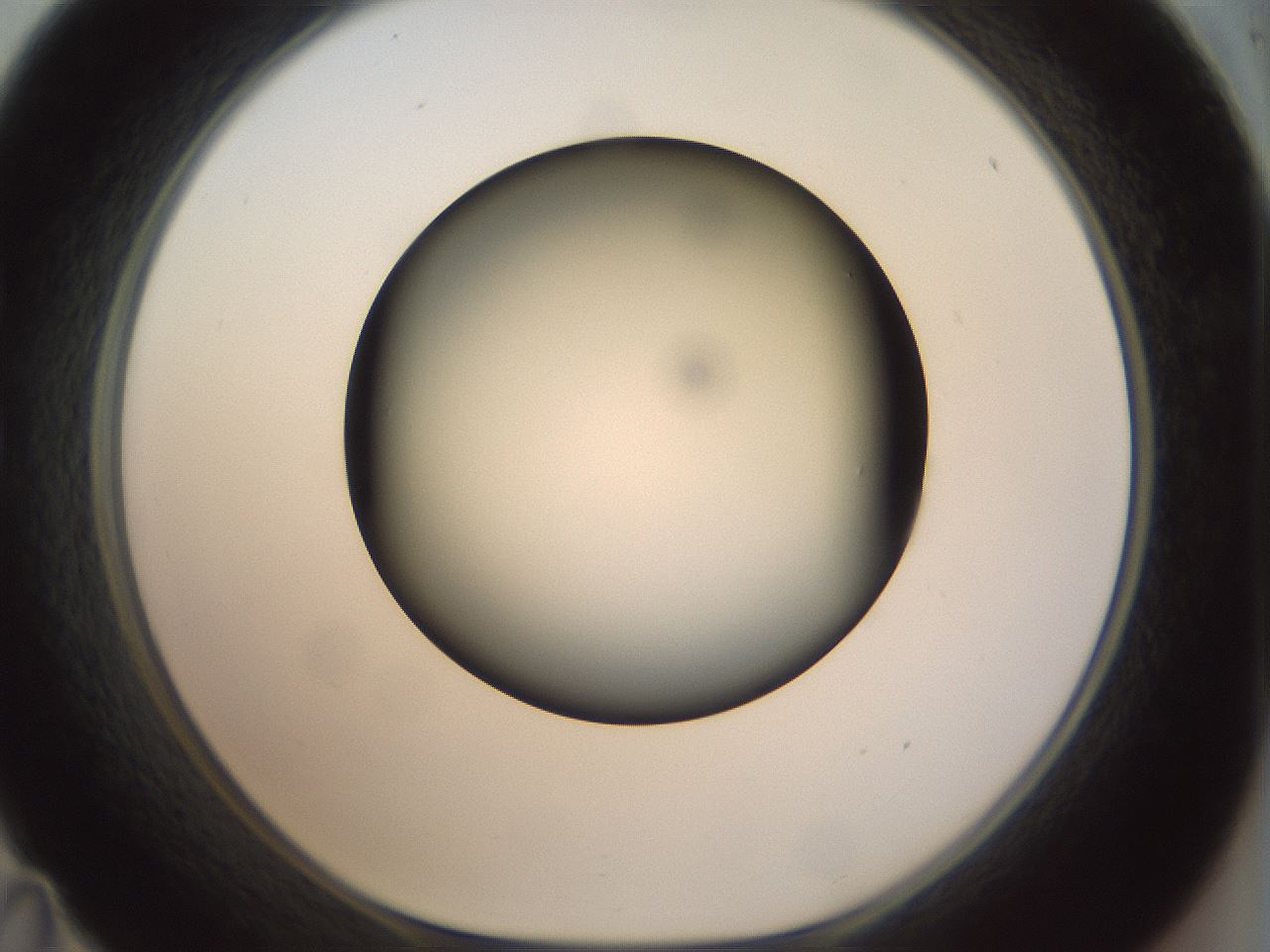 folderID299_plateID1299_batchID4304_wellNum35_profileID1_d1_r78618_ef.jpg