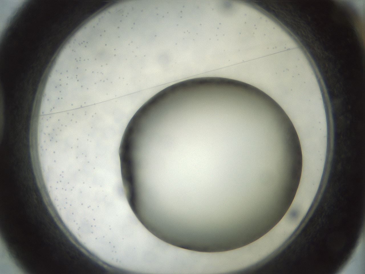 folderID299_plateID1299_batchID4304_wellNum37_profileID1_d1_r78620_ef.jpg
