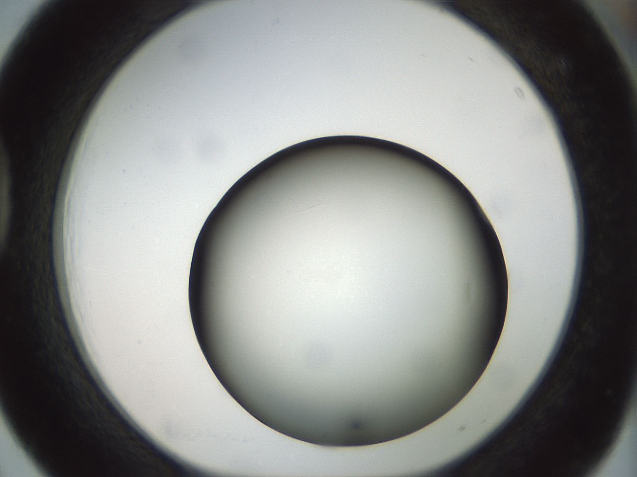 folderID299_plateID1299_batchID4304_wellNum39_profileID1_d1_r78622_ef.jpg