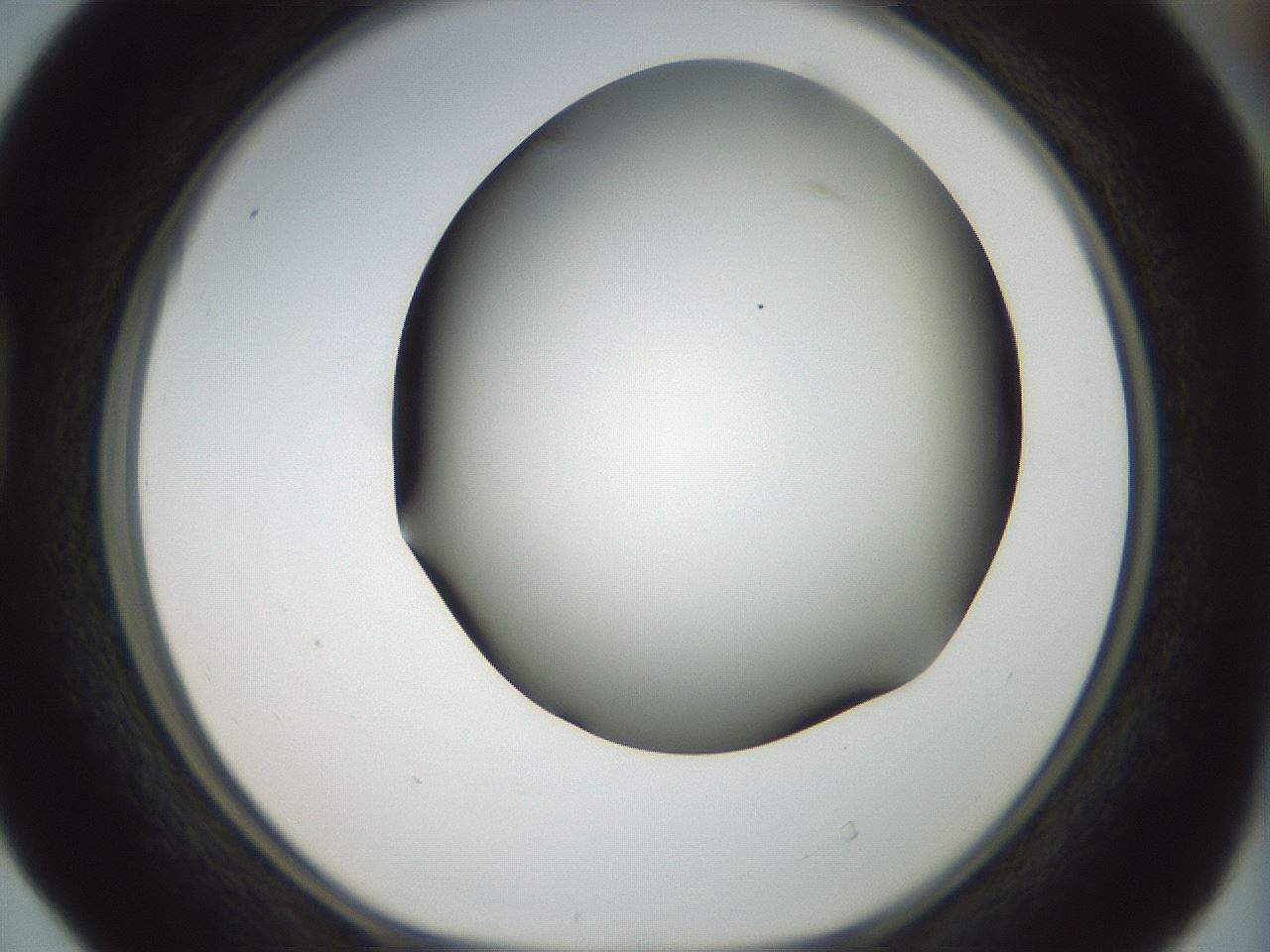 folderID299_plateID1299_batchID4304_wellNum40_profileID1_d1_r78623_ef.jpg