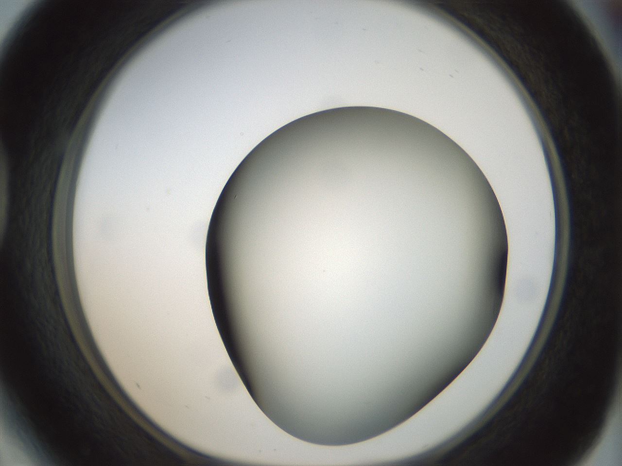 folderID299_plateID1299_batchID4304_wellNum41_profileID1_d1_r78624_ef.jpg
