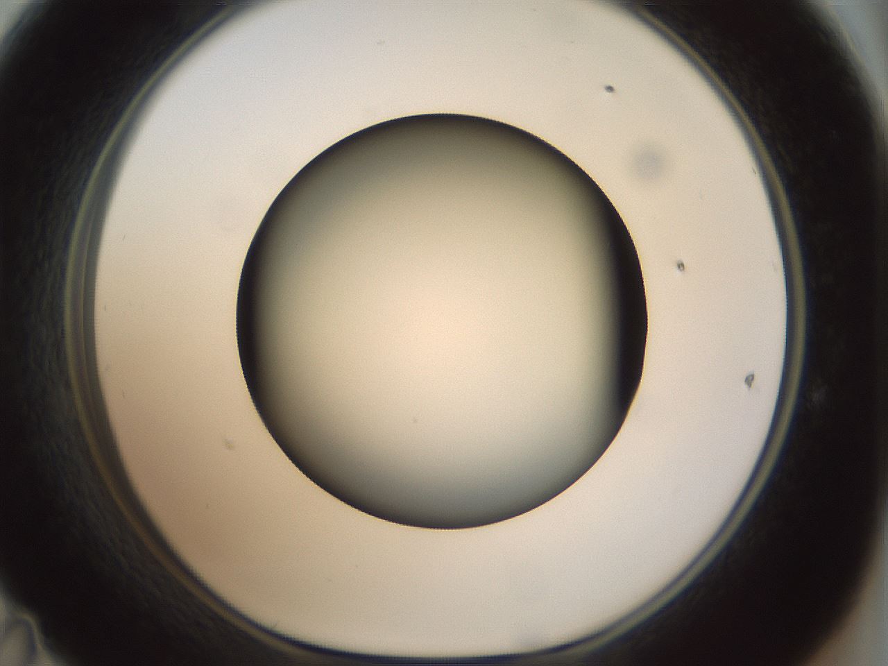 folderID299_plateID1299_batchID4304_wellNum47_profileID1_d1_r78630_ef.jpg