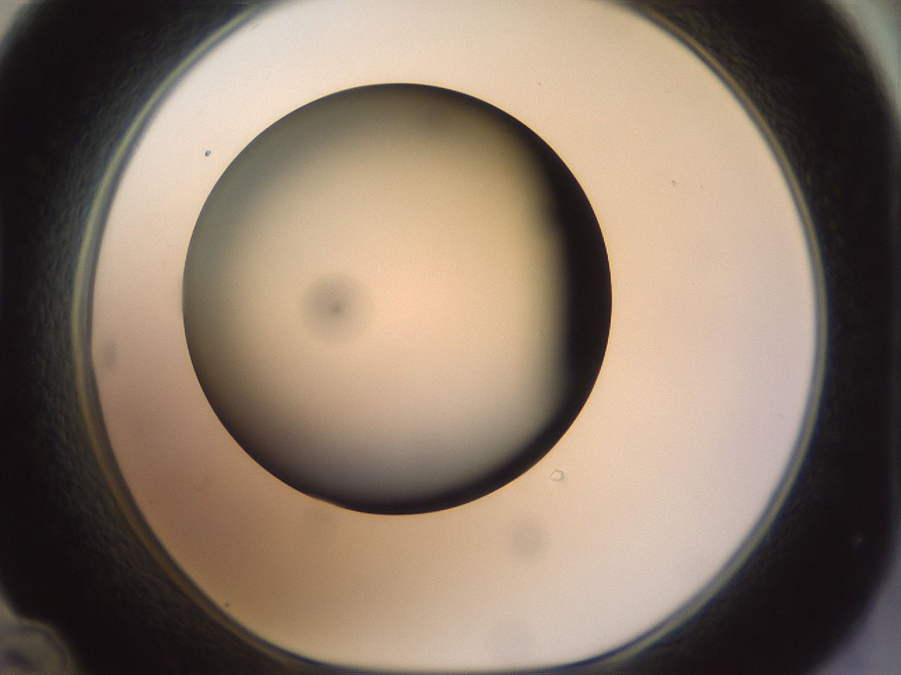 folderID299_plateID1299_batchID4304_wellNum48_profileID1_d1_r78631_ef.jpg