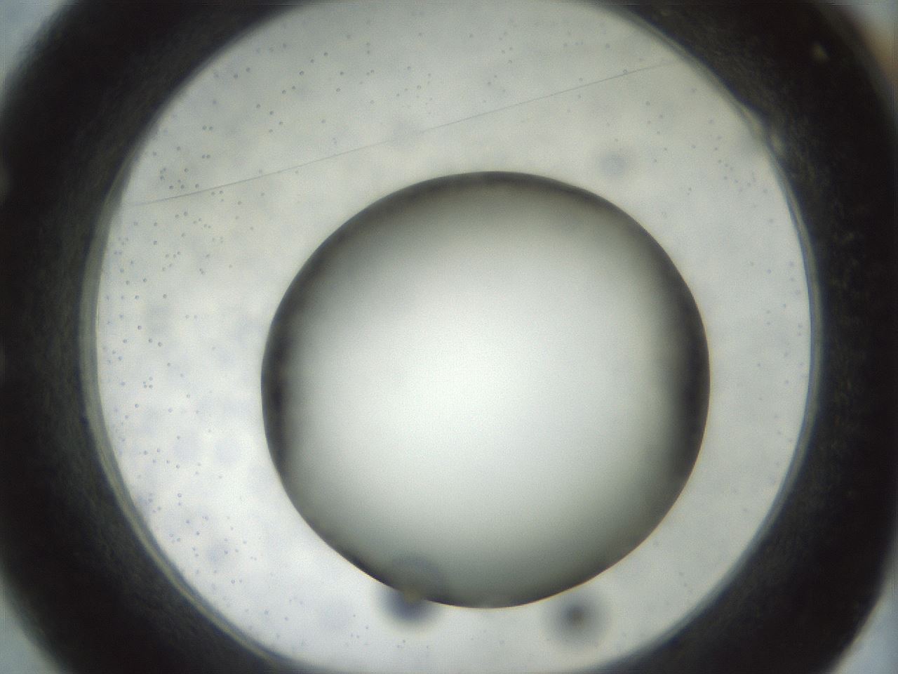 folderID299_plateID1299_batchID4304_wellNum49_profileID1_d1_r78632_ef.jpg