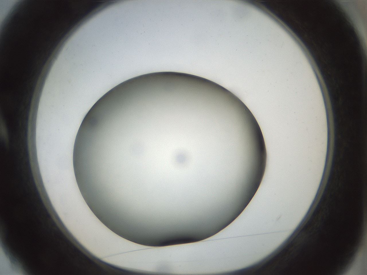 folderID299_plateID1299_batchID4304_wellNum4_profileID1_d1_r78587_ef.jpg