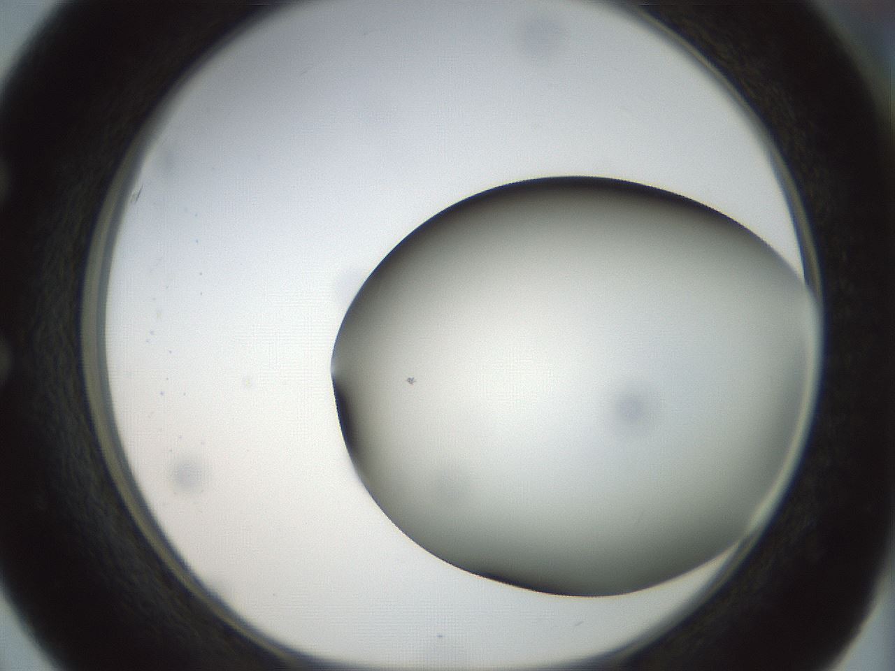 folderID299_plateID1299_batchID4304_wellNum51_profileID1_d1_r78634_ef.jpg