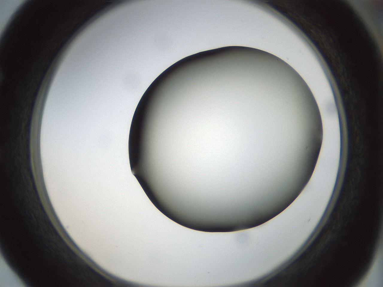 folderID299_plateID1299_batchID4304_wellNum52_profileID1_d1_r78635_ef.jpg