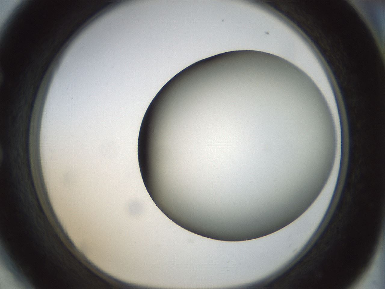 folderID299_plateID1299_batchID4304_wellNum54_profileID1_d1_r78637_ef.jpg