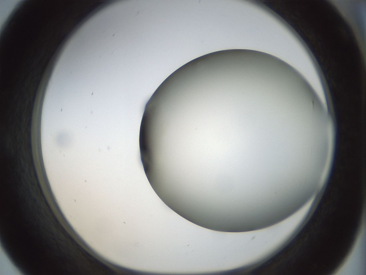 folderID299_plateID1299_batchID4304_wellNum55_profileID1_d1_r78638_ef.jpg