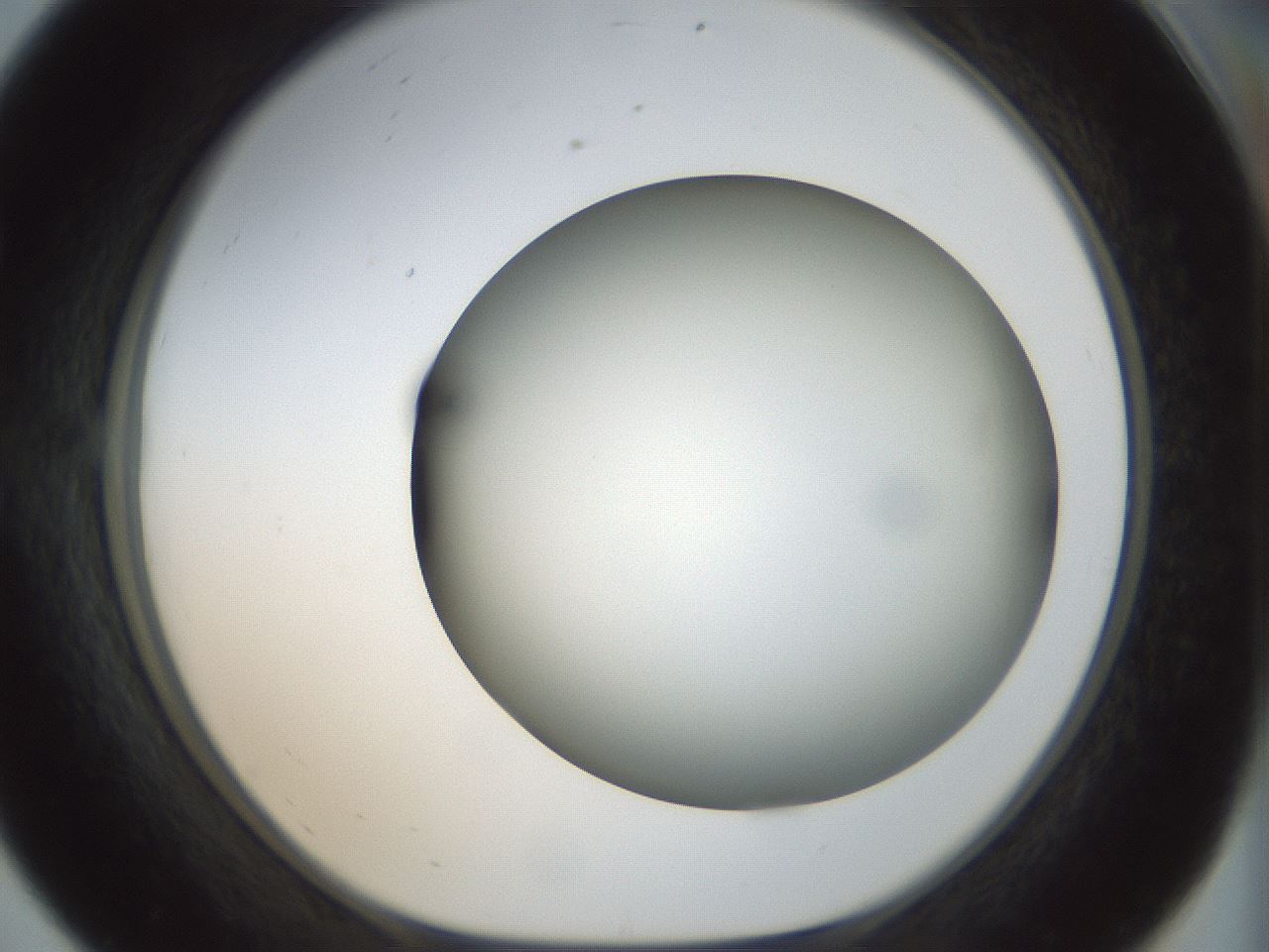 folderID299_plateID1299_batchID4304_wellNum56_profileID1_d1_r78639_ef.jpg