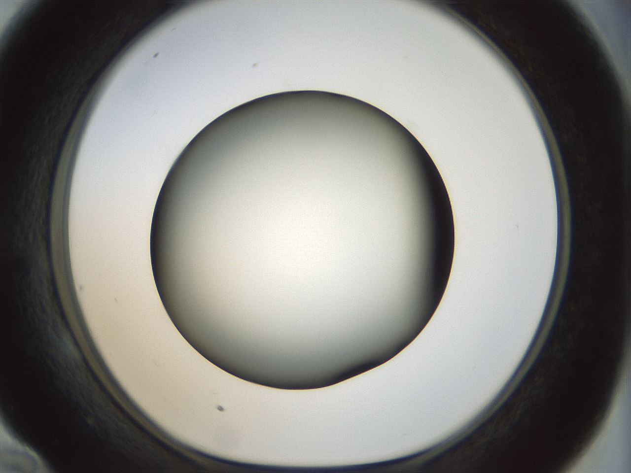 folderID299_plateID1299_batchID4304_wellNum58_profileID1_d1_r78641_ef.jpg