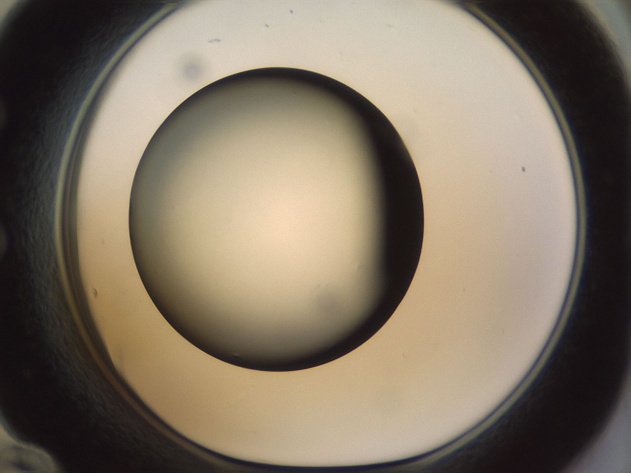 folderID299_plateID1299_batchID4304_wellNum60_profileID1_d1_r78643_ef.jpg