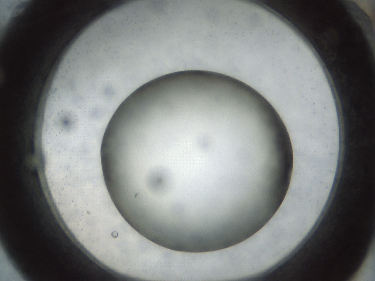 folderID299_plateID1299_batchID4304_wellNum61_profileID1_d1_r78644_ef.jpg