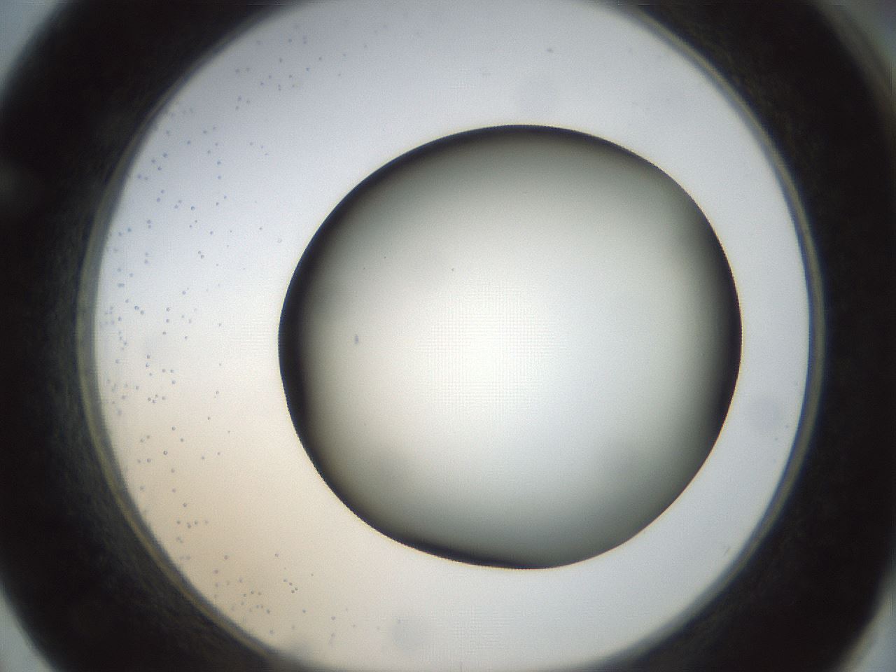 folderID299_plateID1299_batchID4304_wellNum62_profileID1_d1_r78645_ef.jpg