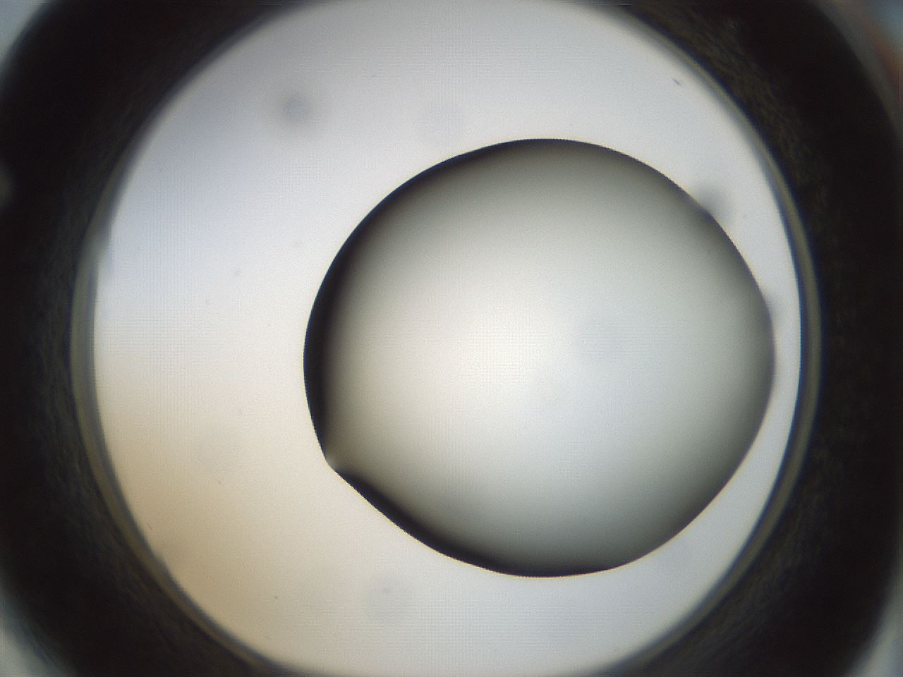 folderID299_plateID1299_batchID4304_wellNum64_profileID1_d1_r78647_ef.jpg
