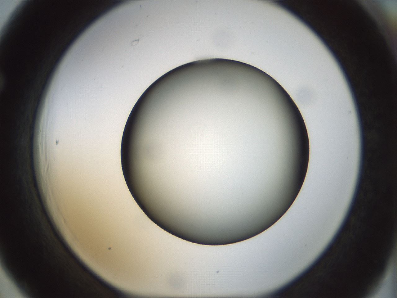 folderID299_plateID1299_batchID4304_wellNum66_profileID1_d1_r78649_ef.jpg