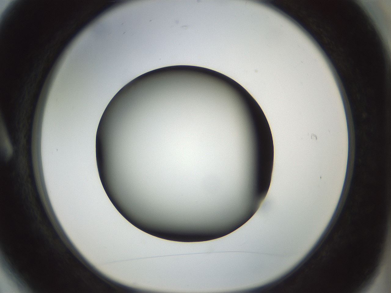 folderID299_plateID1299_batchID4304_wellNum6_profileID1_d1_r78589_ef.jpg
