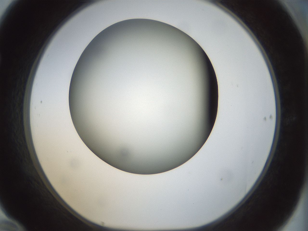 folderID299_plateID1299_batchID4304_wellNum70_profileID1_d1_r78653_ef.jpg