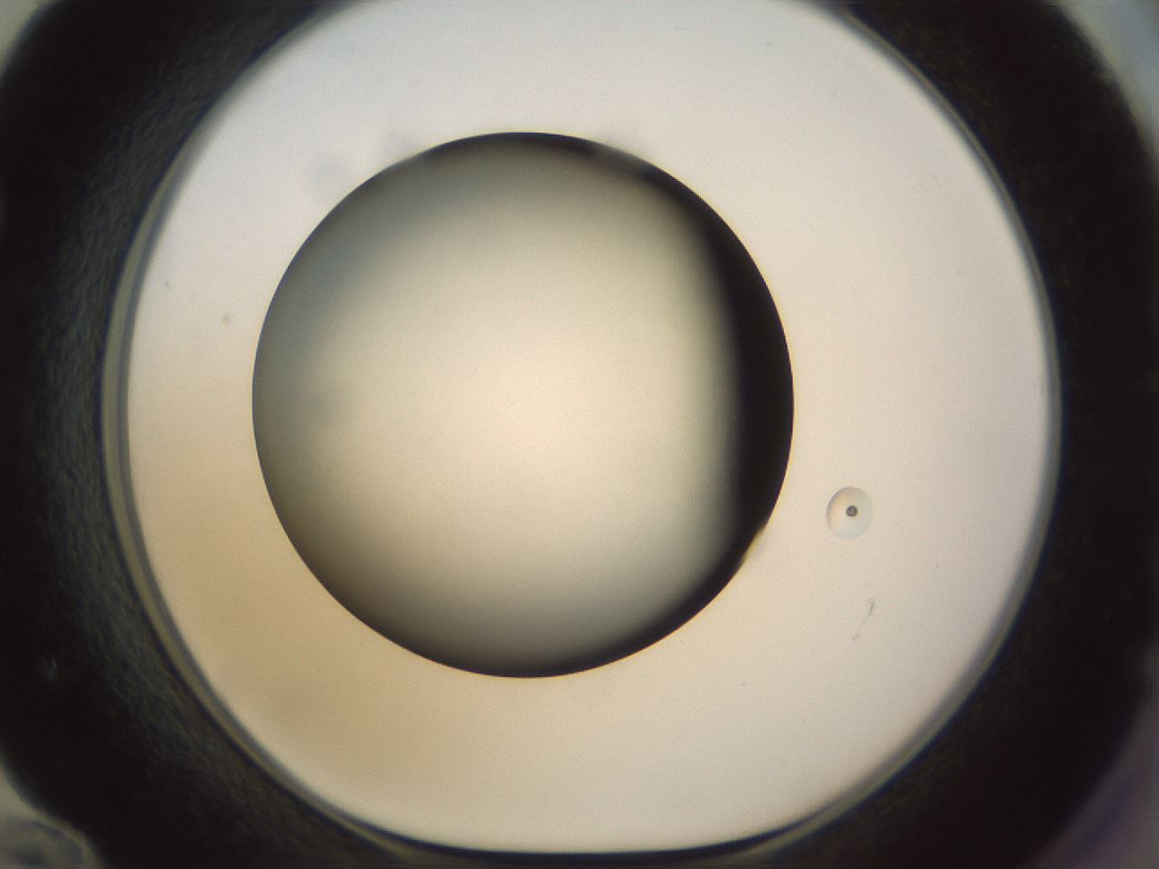 folderID299_plateID1299_batchID4304_wellNum72_profileID1_d1_r78655_ef.jpg