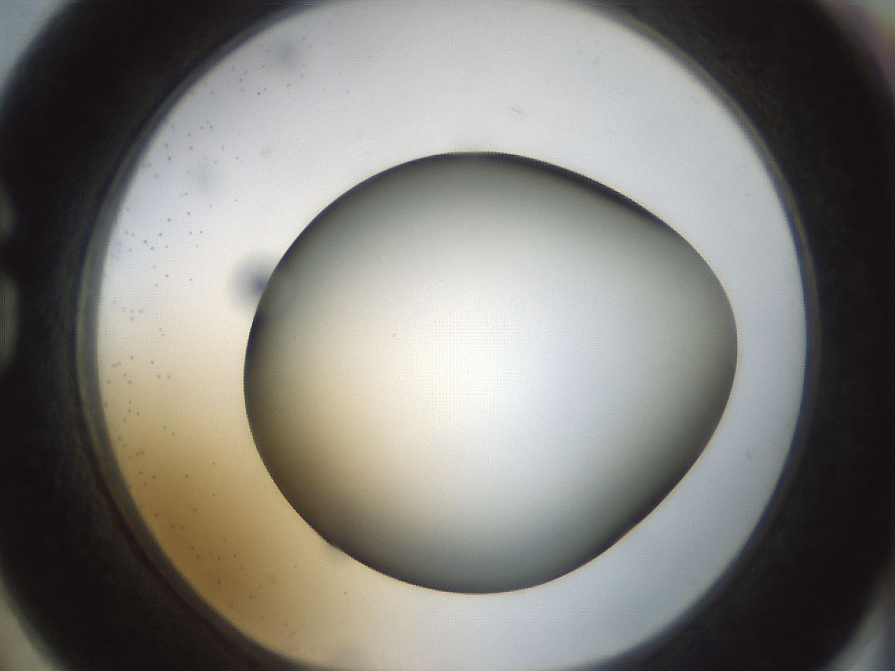 folderID299_plateID1299_batchID4304_wellNum74_profileID1_d1_r78657_ef.jpg