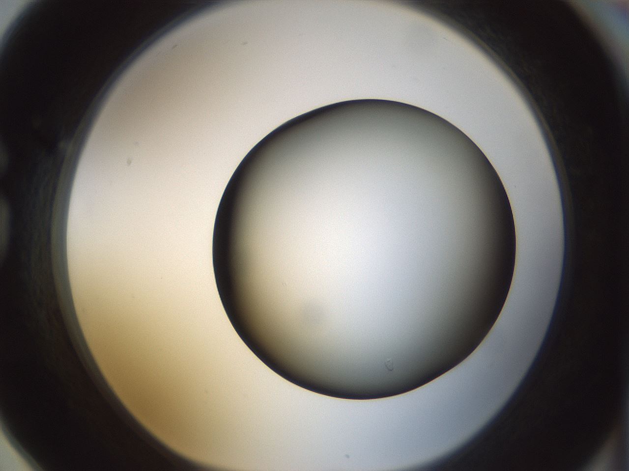 folderID299_plateID1299_batchID4304_wellNum78_profileID1_d1_r78661_ef.jpg