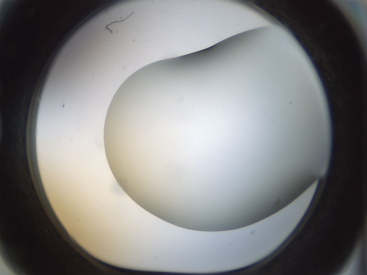 folderID299_plateID1299_batchID4304_wellNum81_profileID1_d1_r78664_ef.jpg
