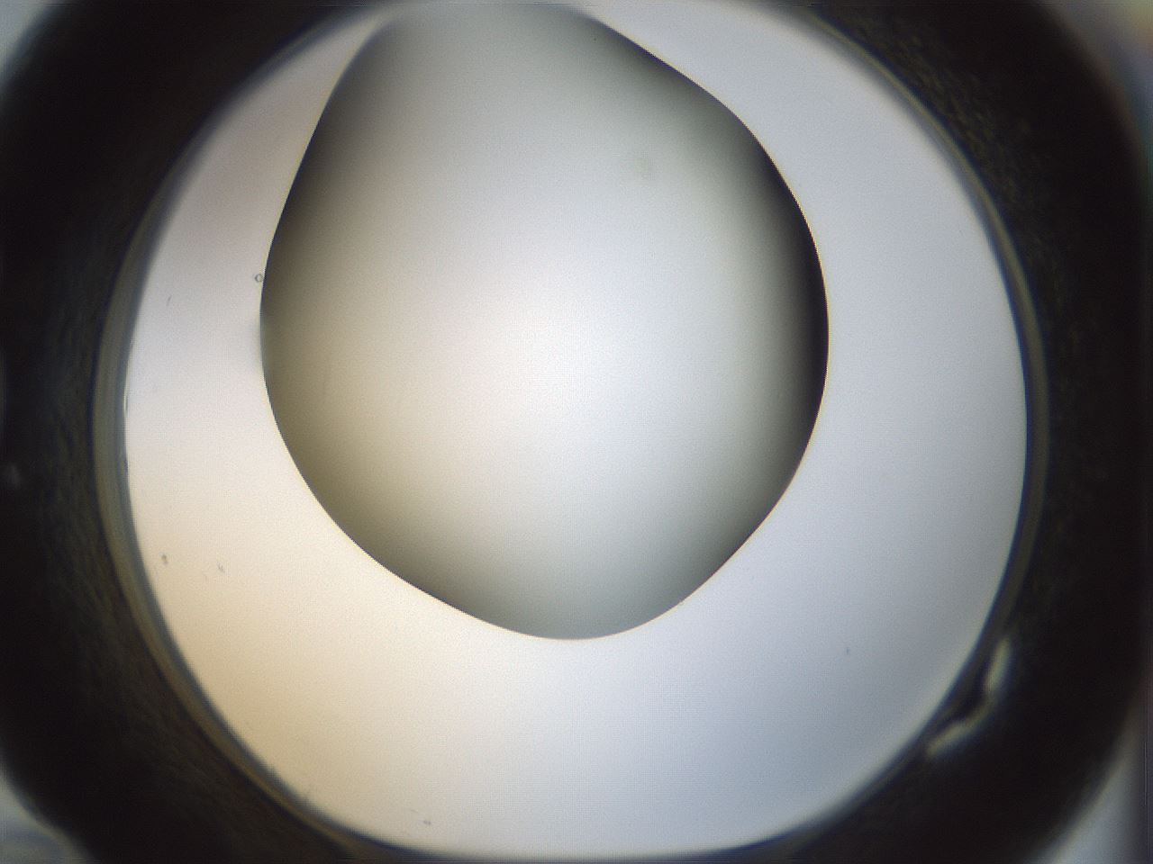 folderID299_plateID1299_batchID4304_wellNum82_profileID1_d1_r78665_ef.jpg