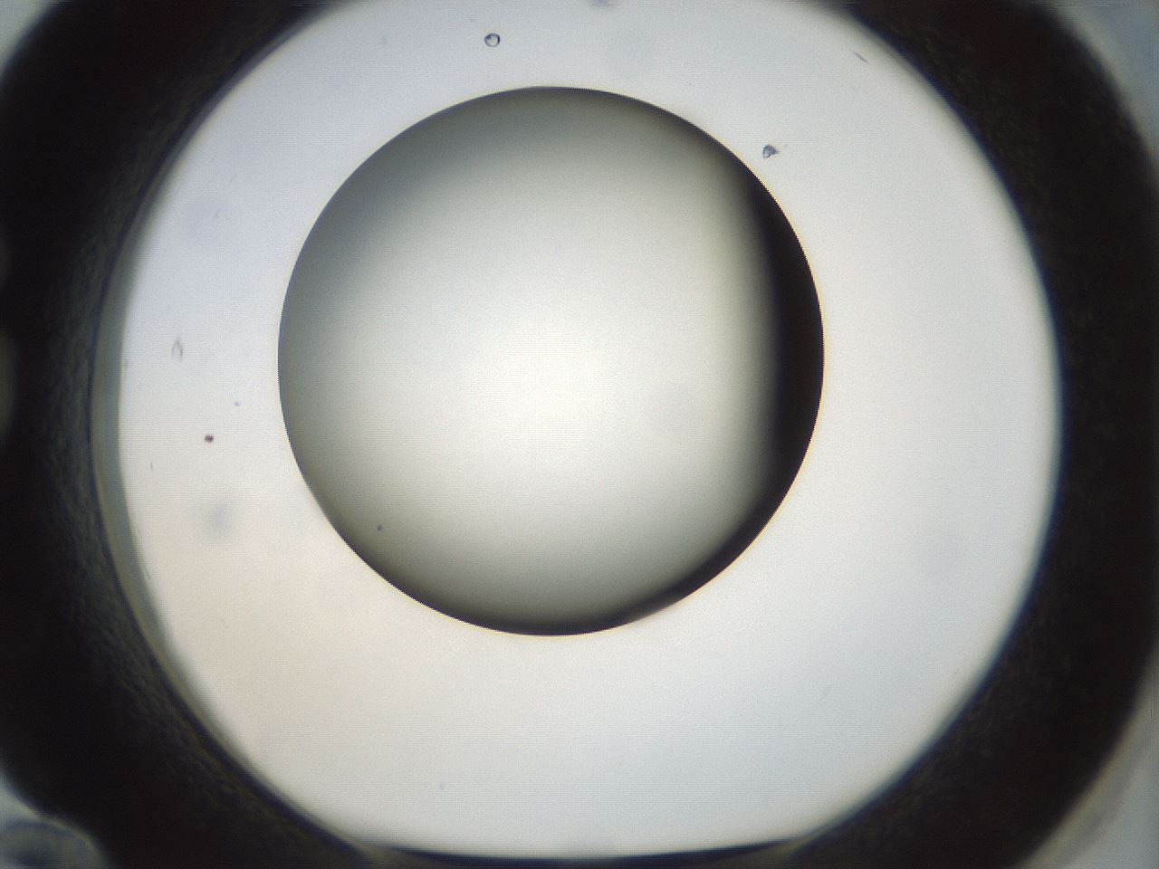 folderID299_plateID1299_batchID4304_wellNum84_profileID1_d1_r78667_ef.jpg