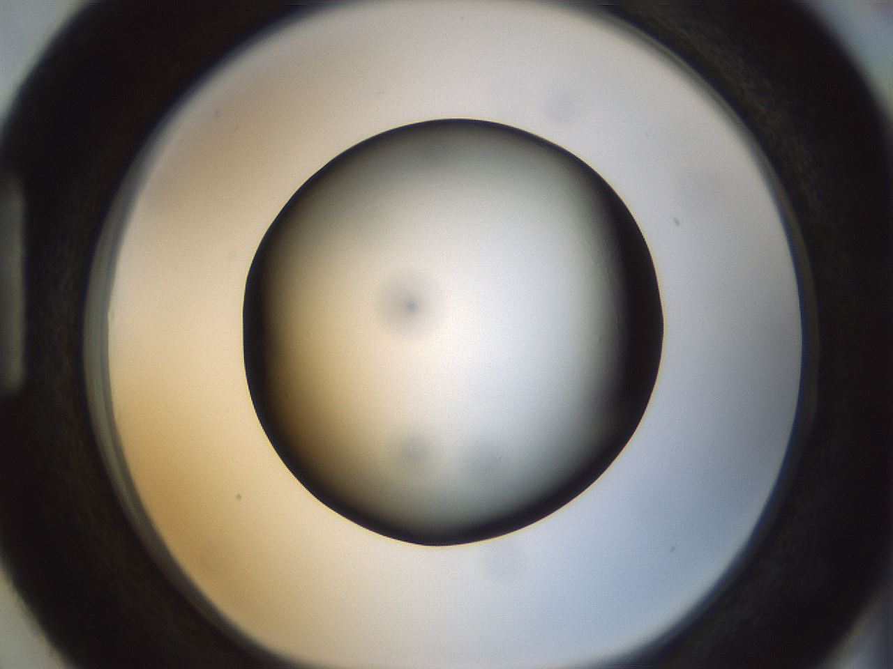 folderID299_plateID1299_batchID4304_wellNum87_profileID1_d1_r78670_ef.jpg
